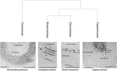 The Diverse Iron Distribution in Eudicotyledoneae Seeds: From Arabidopsis to Quinoa